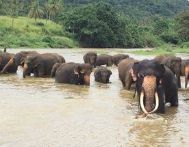 Культура  и  природа