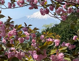 Япония : вечно прекрасная сакура 2025