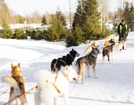 Новый Год в Карелии: ретропоезд, хаски, снегоходы и тайны Мраморного каньона