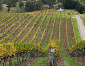 Частный люкс-тур с дегустацией вин в Hunter Valley