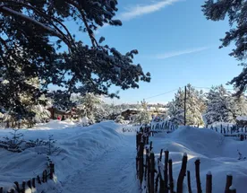 Новогодний конный тур Лесные зимние сказки