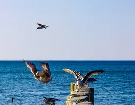 Дыхание Куршского залива, санаторно-оздоровительный тур