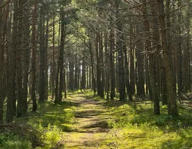 Куршская коса и ее Красота