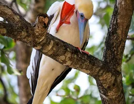 Папуа-Новая Гвинея