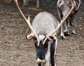 Карельская сказка-природа и легенды