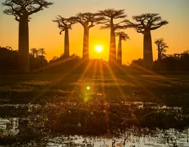 В Краю Баобабов