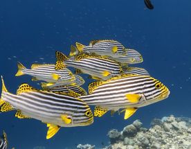 Мальдивы.   Wellness Flow