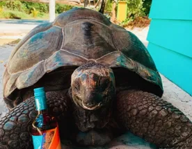 Сейшельская сказка