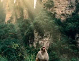 Китай.Четыре города. Пекин-Сиань-Чжанцзяцзе -Шанхай. Супер комфорт