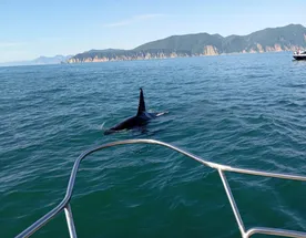 Морская прогулка на Камчатке  к острову Старичков длительность  6 часов