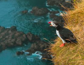 Исландия - за 8 дней вокруг остров