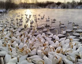 Лебединый заказник, Белокуриха, Белокуриха 2