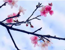 Под сенью цветущей сакуры. Нестандартный тур в Японию