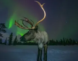 Снежные Приключения / 4 дня и 3 ночи