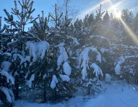 Перезагрузка В Сердце Тайги