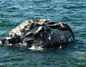 Круиз Сердце Байкала — 10 дней впечатлений