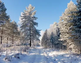 Весенний Сплав + Поход по реке Илеть с проживанием в доме!