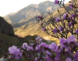 Цветение Маральника на Алтае