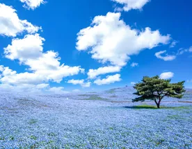 К истоку Японских островов. Сакура в регионе Тохоку.