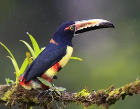 Эквадор-Галапагосские острова-Колумбия-Амазония