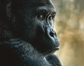 Кения и Уганда