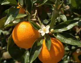 Турция — там, где зима пахнет апельсинами: от моря и до гор за 8 дней