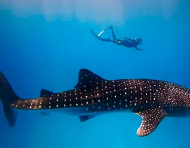 Улётные Мальдивы 2.0. Китовая Акула.