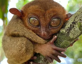 Волшебный мир Филиппин. Незабываемое путешествие по островам