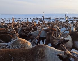 Эссо. В гости к оленеводу