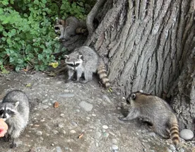 Самурский лес со звездой Гастротур Дагестан
