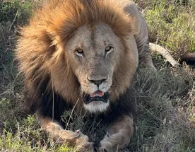 Приватное сафари 4 дня для двоих или семьи: Большая пятёрка и топ-парки Танзании