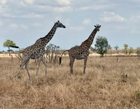 Едем в Африку: Солнечный Занзибар +1 день Сафари на материковой Танзании