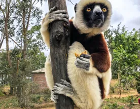 Цинги де Бемараха - Андасибе - Мантасуа
