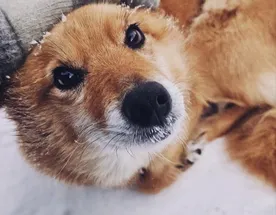 Золотая Коллекция Кольского