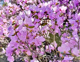 Цветение маральника на Алтае. Майские в сиреневых горах.