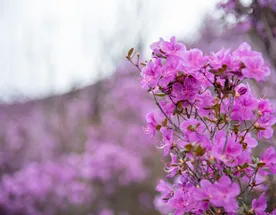 Цветение маральника на Алтае