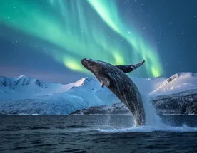 Встреча с Арктикой  все включено!