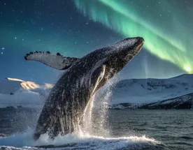 Кольский на максималках - все включено