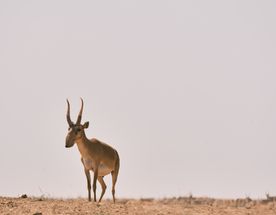 Заповедники Калмыкии