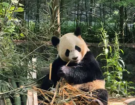 День с пандами в Чэнду
