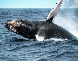 Эффект Камчатки: самые яркие локации!