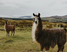Эквадор+Галапагосы. 14 дней. Вся необходимая информация в Описании!!!