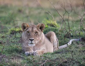 Танзания: Фото-экспедиция на Великую Миграцию в Серенгети