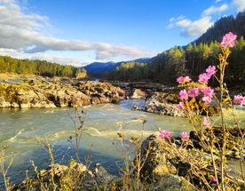 В горы Алтая К Цветущему Маральнику