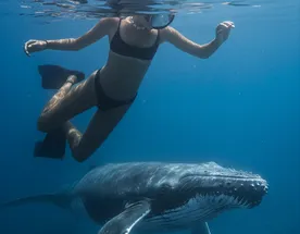 Маврикий в стиле Adventures