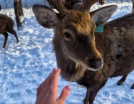 Карелия: Рождественская сказка с хаски, ретропоездом и настоящей зимой