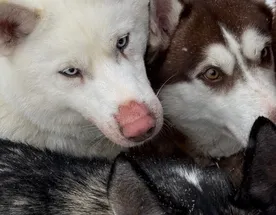 Карелия: Рождественская сказка с хаски, ретропоездом и настоящей зимой