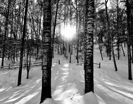 Берёзовая роща  и дегустация казахстанского вина