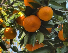 Мандариново-чайный тур из Тбилиси в Кобулети (двухдневный тур)