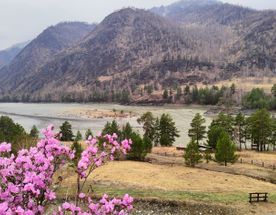 Из Горно-Алтайска К Цветущему Маральнику